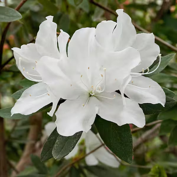 Azalea Blanco Flower seeds for Planting Fragrant Blossoms Heirloom & GMO Free Seeds for Home Garden