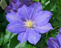 Violet White Clematis Flower Seeds for Planting Long Bloom Season Heirloom & GMO Free Seeds for Home Garden
 
 Sale