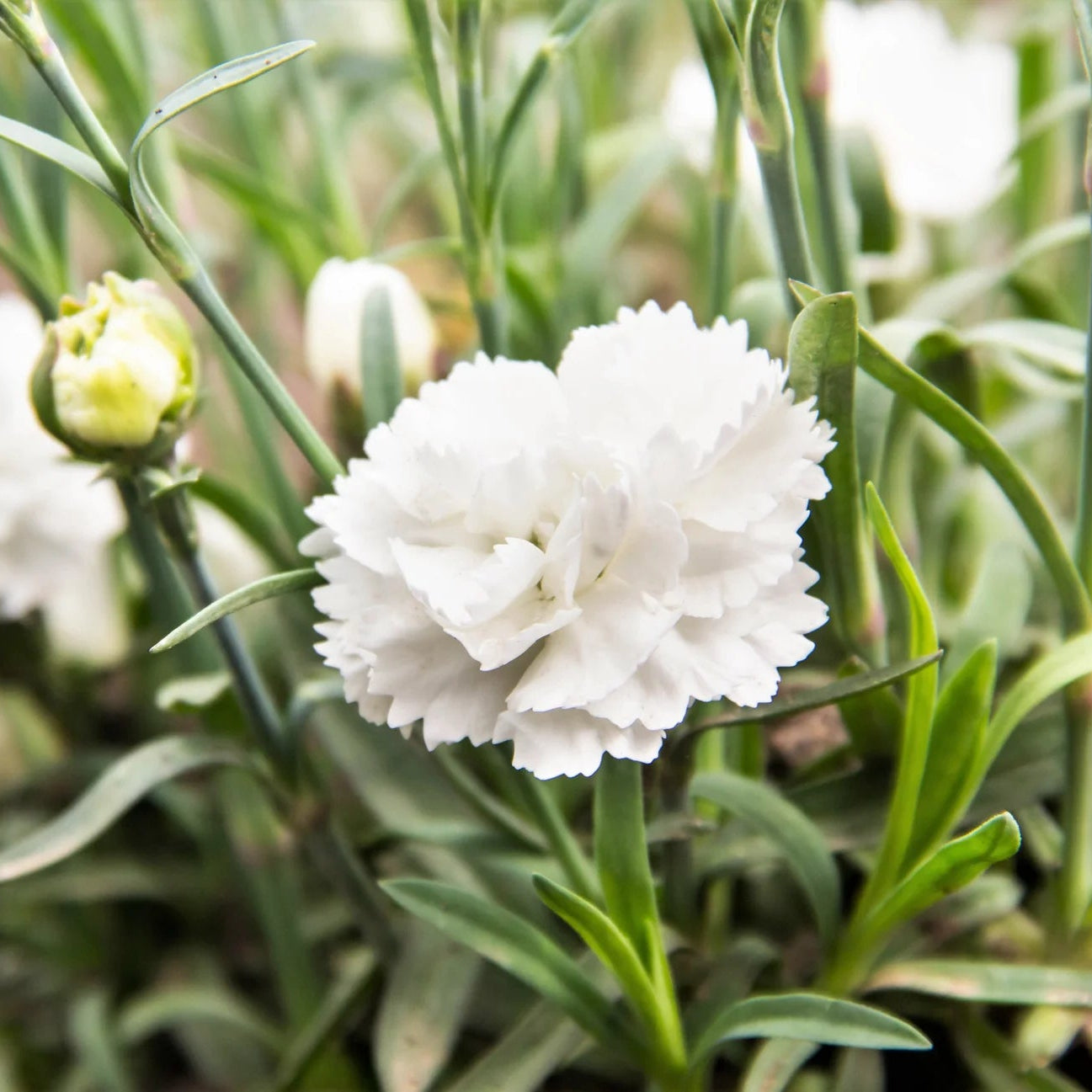 Caryophyllus Flower seeds for Planting - Sun Loving, Heirloom & GMO Free Seeds for Home Garden