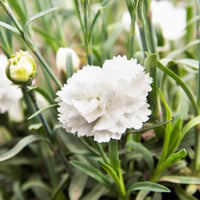 Caryophyllus Flower seeds for Planting - Sun Loving, Heirloom & GMO Free Seeds for Home Garden