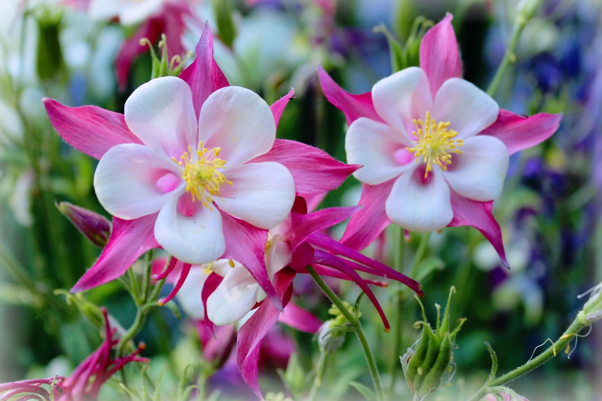 Columbine Aquilegia Flower Seeds