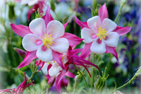 Columbine Aquilegia Flower Seeds