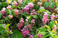 Pink Medinilla Flower seeds for Planting - Easy to Grow, Heirloom & GMO Free Seeds for Home Garden