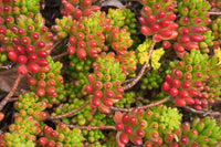 Red Sedum Rubrotinctum Flower seeds for Planting - Vibrant Colors, Heirloom & GMO Free Seeds for Home Garden