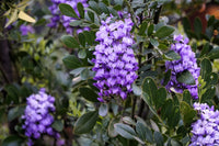 Mescal Bean Seeds for Planting - Texas Mountain Laurel