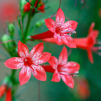 Standing Cypress Flower seeds for Planting Cottage Garden Essential Heirloom & GMO Free Seeds for Home Garden