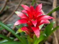 Red Bromeliad Flower seeds for Planting - Easy to Grow, Heirloom & GMO Free Seeds for Home Garden