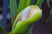 Green Philodendron Selloum Seeds Flower seeds for Planting Seasonal Bloomer Heirloom & GMO Free Seeds for Home Garden 
 
 Sale