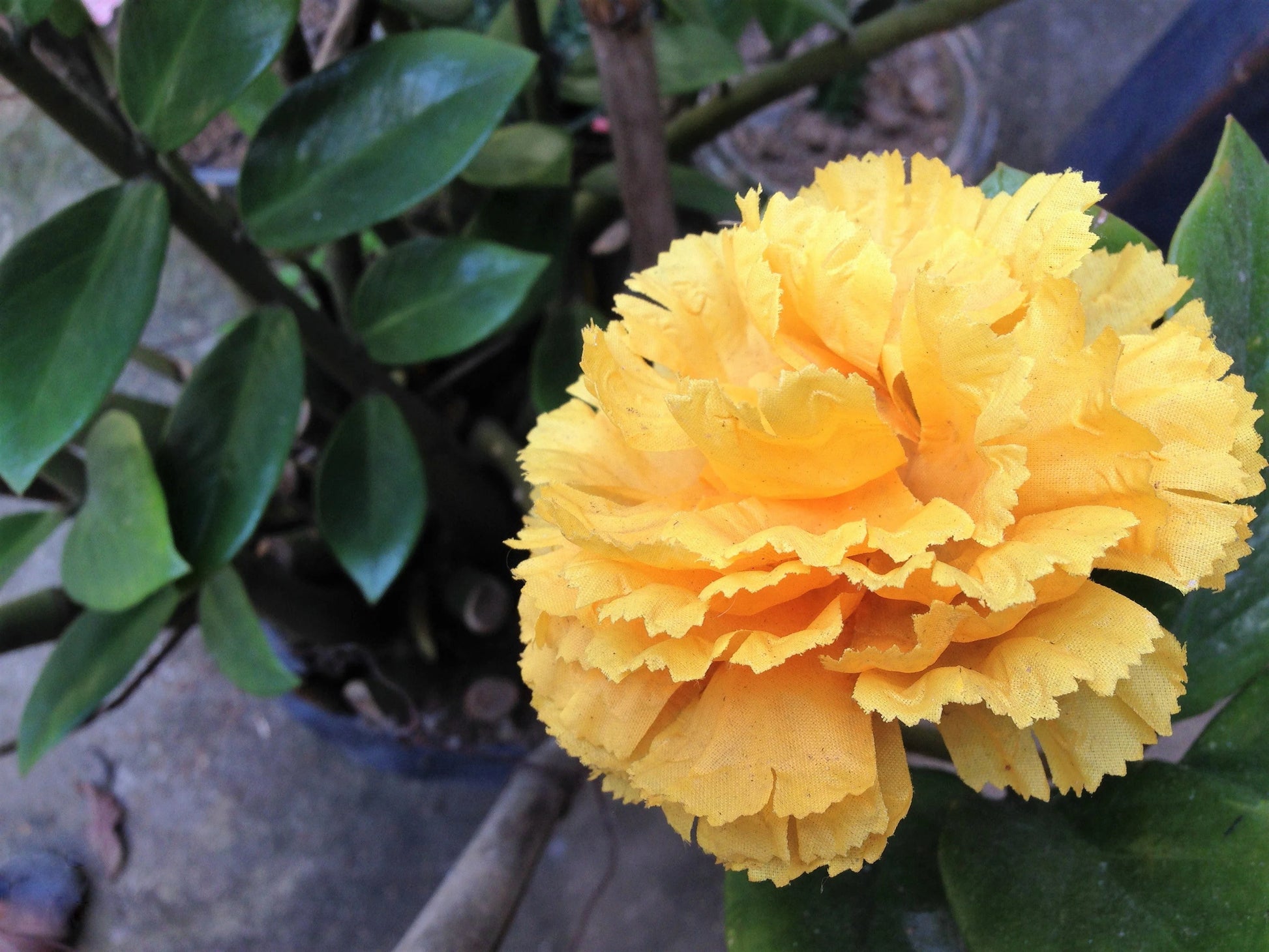 Yellow Dianthus Flower seeds for Planting - Wildflower Mix, Heirloom & GMO Free Seeds for Home Garden