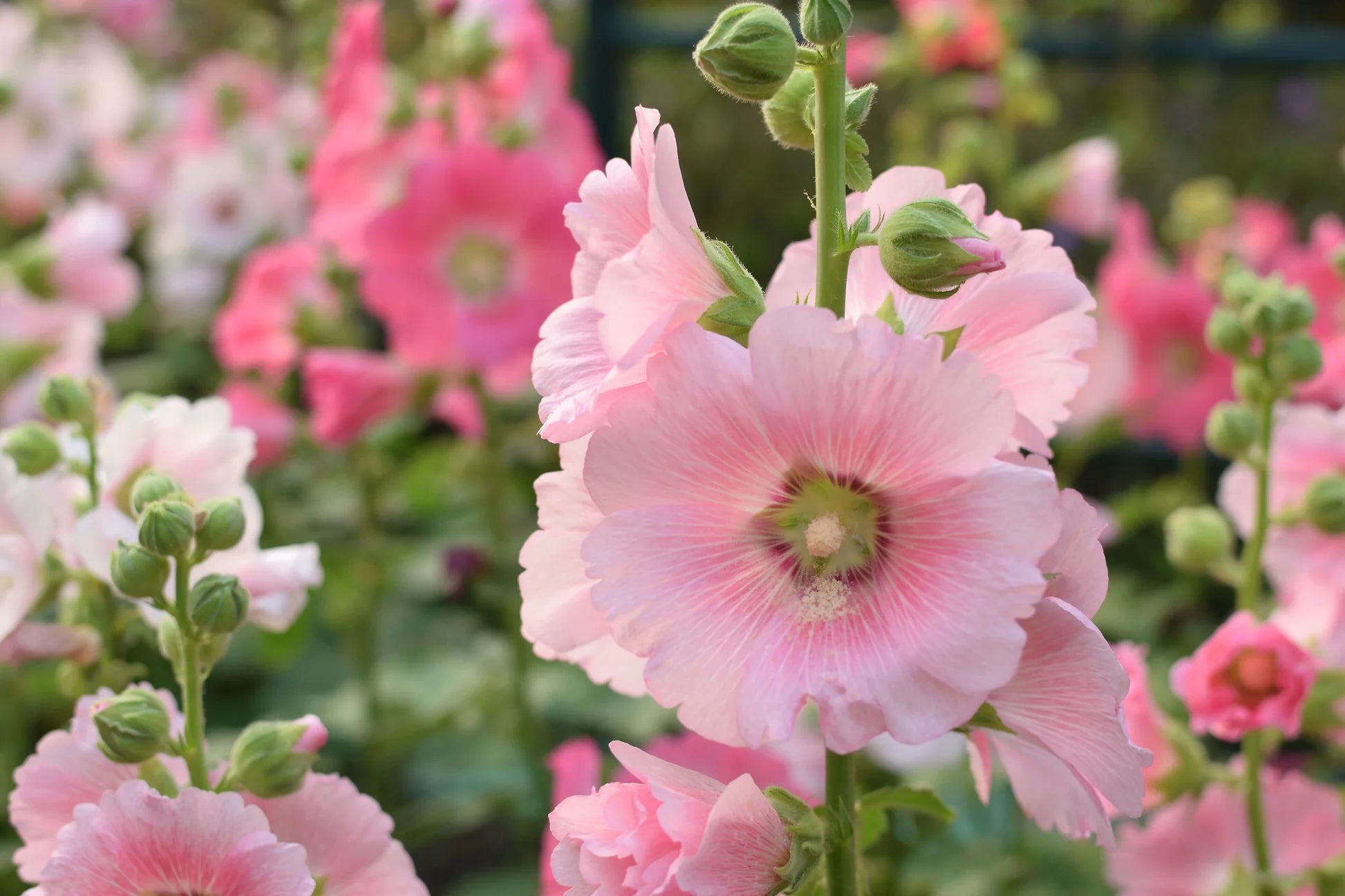 Light Pink Hollyhock Flower seeds for Planting - Fragrant Blossoms, Heirloom & GMO Free Seeds for Home Garden