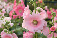 Light Pink Hollyhock Flower seeds for Planting - Fragrant Blossoms, Heirloom & GMO Free Seeds for Home Garden