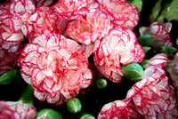 Red White Carnation Flower Seeds Planting