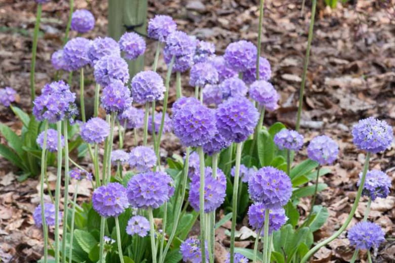 Candelabra Primrose Primula denticulata Seeds for Planting in Flower Bed