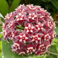 Burgundy Hoya Flower seeds for Planting - Hardy Variety, Heirloom & GMO Free Seeds for Home Garden