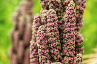 Heirloom Quinoa Flower seeds for Planting Cottage Garden Essential Heirloom & GMO Free Seeds for Home Garden