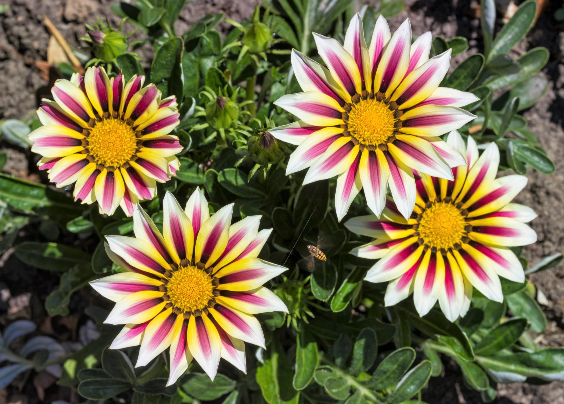 White Orange Gazania Flower seeds for Planting - Premium Quality, Heirloom & GMO Free Seeds for Home Garden