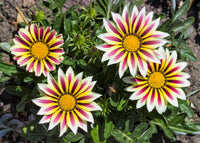 White Orange Gazania Flower seeds for Planting - Premium Quality, Heirloom & GMO Free Seeds for Home Garden