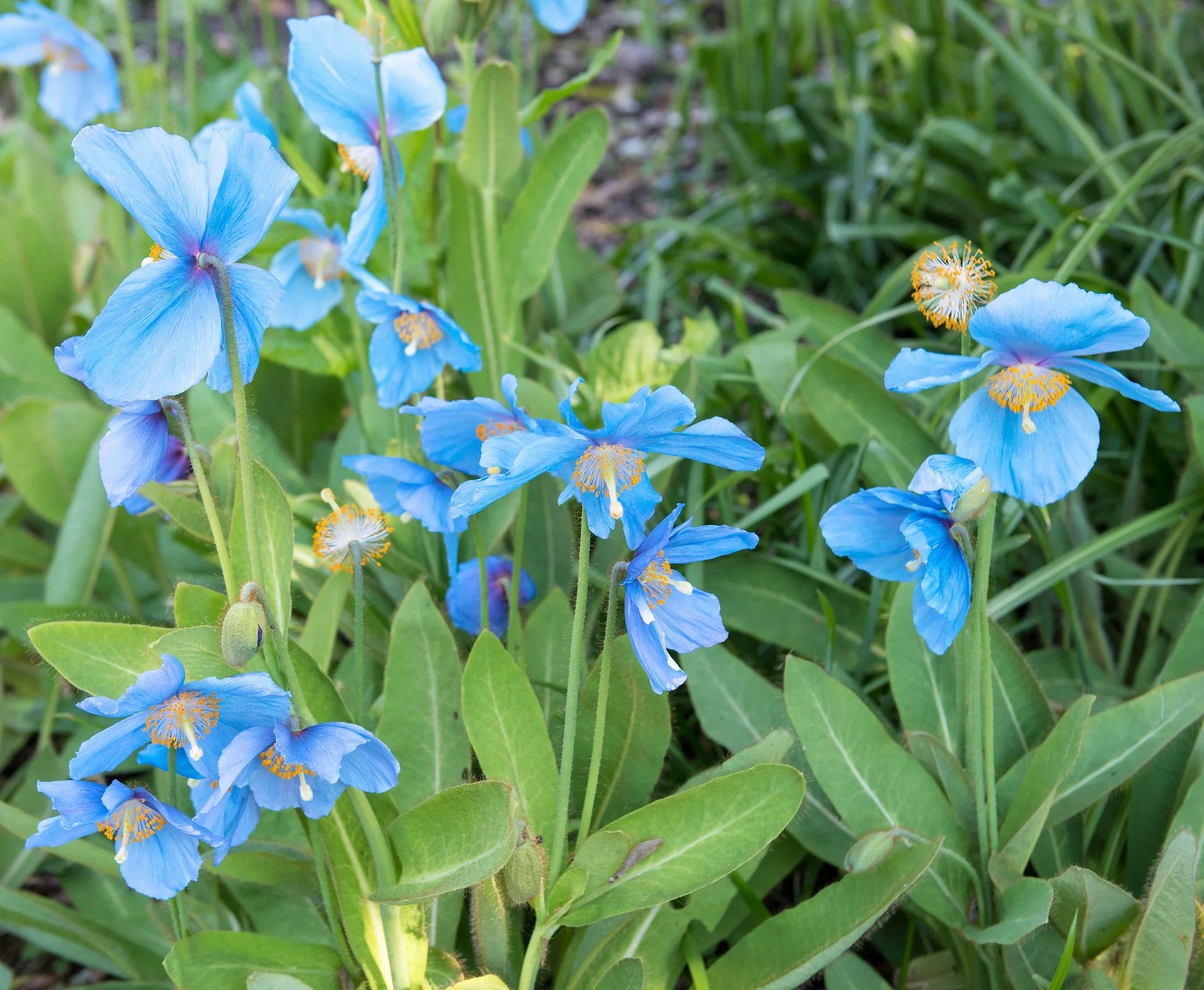 Blue Himalayan Poppy Tibetan Meconopsis Flower Seeds for Planting - Vibrant Garden Blooms