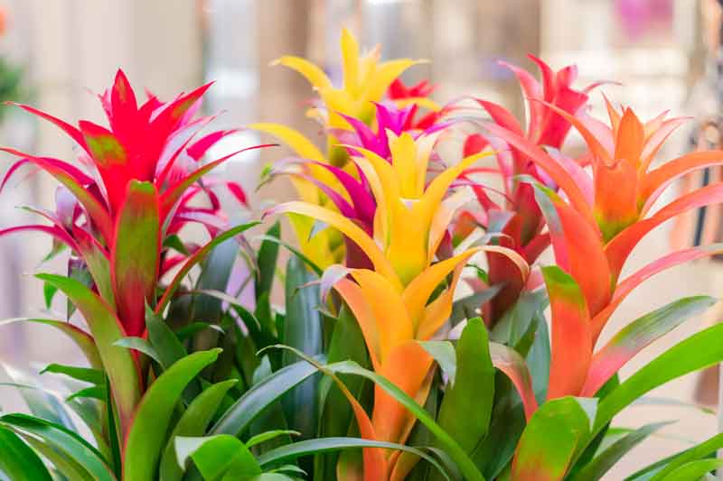 Mixed Bromeliad Flower seeds for Planting - Seasonal Bloomer, Heirloom & GMO Free Seeds for Home Garden