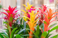 Mixed Bromeliad Flower seeds for Planting - Seasonal Bloomer, Heirloom & GMO Free Seeds for Home Garden