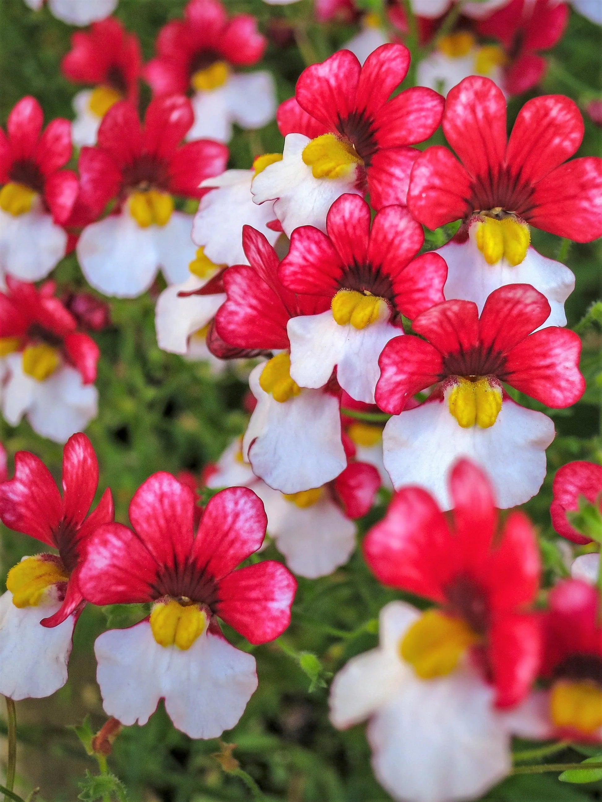 Nemesia Strumosa Flower seeds for Planting Shade Tolerant Heirloom & GMO Free Seeds for Home Garden 
 
 Sale