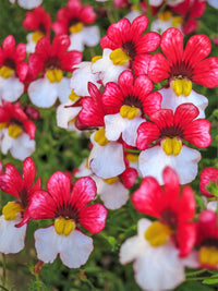 Nemesia Strumosa Flower seeds for Planting Shade Tolerant Heirloom & GMO Free Seeds for Home Garden 
 
 Sale