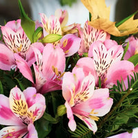 Pink Alstroemeria Flower seeds for Planting - Vibrant Colors, Heirloom & GMO Free Seeds for Home Garden