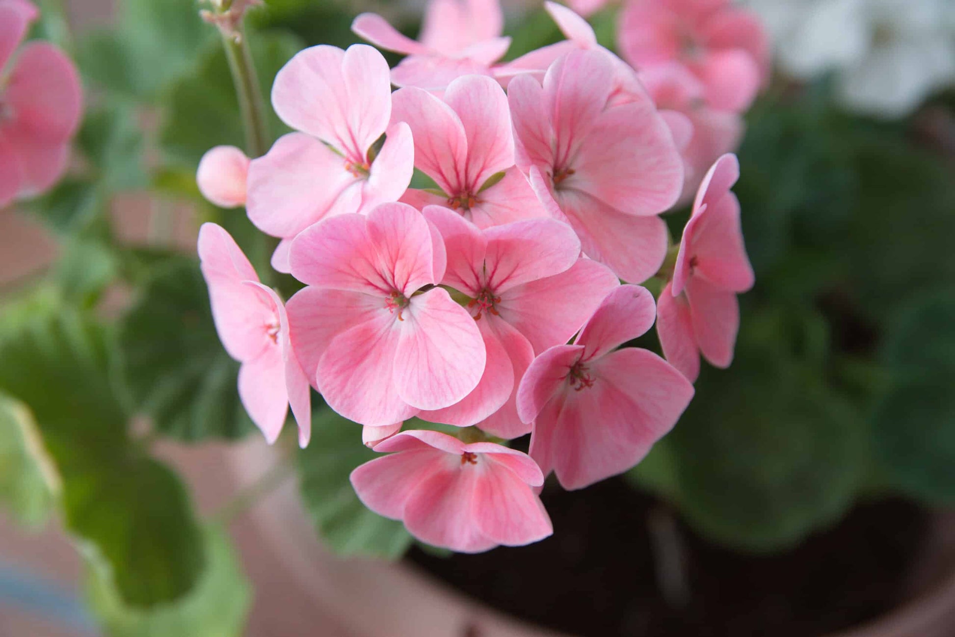 White Pink Geranium Flower Seeds for Planting  Seed for Beautiful Blooms
