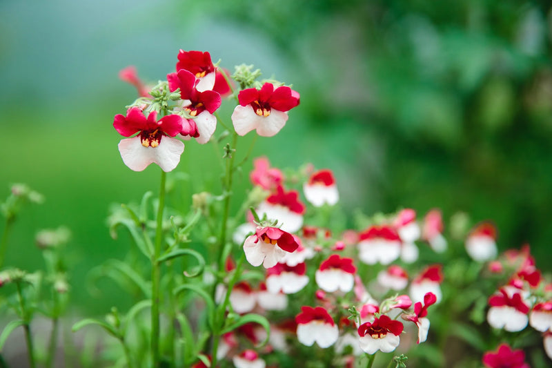 Red White Nemesia Strumosa Flower seeds for Planting - Sun Loving, Heirloom & GMO Free Seeds for Home Garden