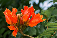 African Tulip Tree Seeds for Growing Tropical Flowering Trees