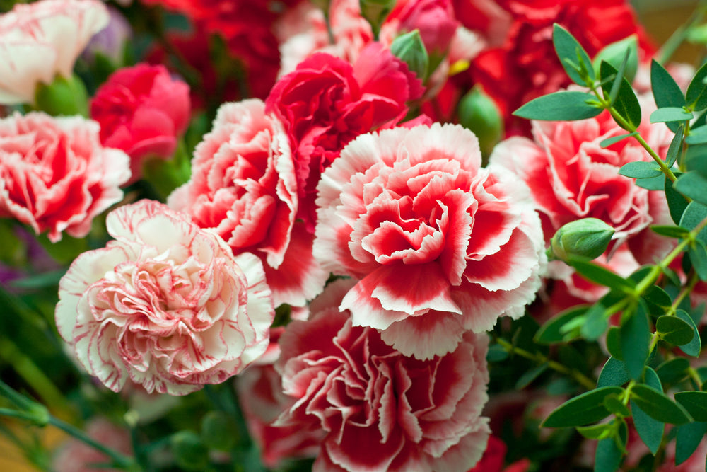Red White Carnations Flower seeds for Planting Seasonal Bloomer Heirloom & GMO Free Seeds for Home Garden 
 
 Sale