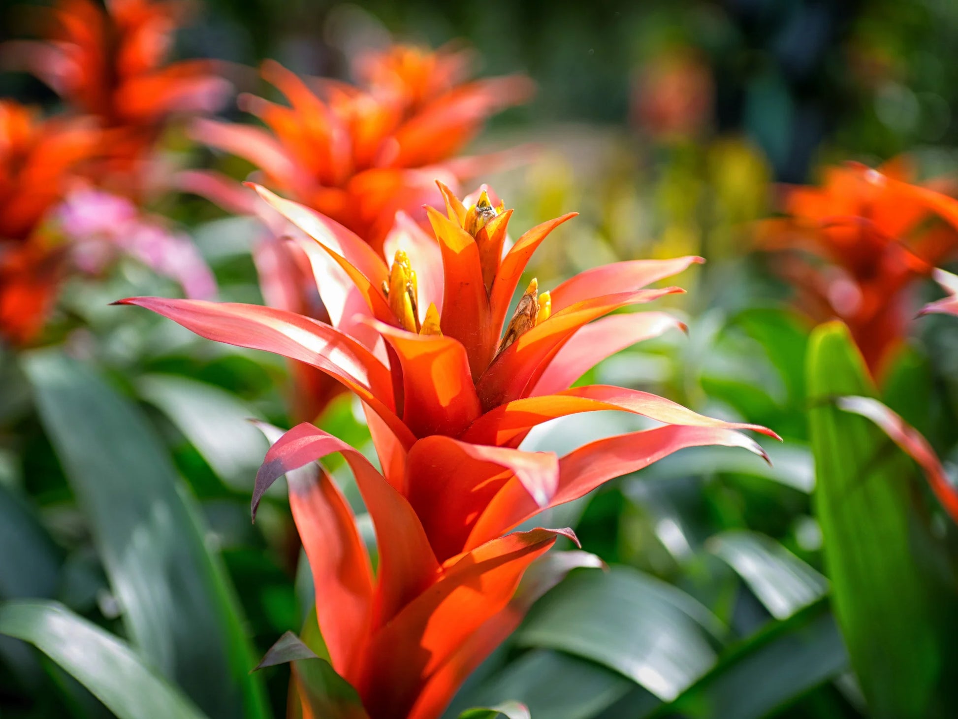 Orange Bromeliad Flower Seeds for Planting – Heirloom NonGMO Organic Garden Seeds with High Germination
 
 Sale