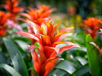 Orange Bromeliad Flower Seeds for Planting – Heirloom NonGMO Organic Garden Seeds with High Germination
 
 Sale