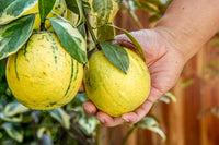 Pink Eureka Lemon Tree Seeds for Planting - Grow Your Own Citrus Delight