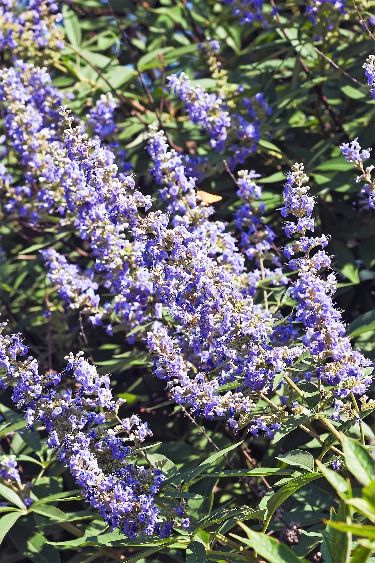 Purple Vitex Angus Castus Flower seeds for Planting - Drought Tolerant, Heirloom & GMO Free Seeds for Home Garden