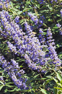 Purple Vitex Angus Castus Flower seeds for Planting - Drought Tolerant, Heirloom & GMO Free Seeds for Home Garden