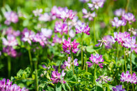 Purple Astragalus Flower seeds for Planting - Drought Tolerant, Heirloom & GMO Free Seeds for Home Garden