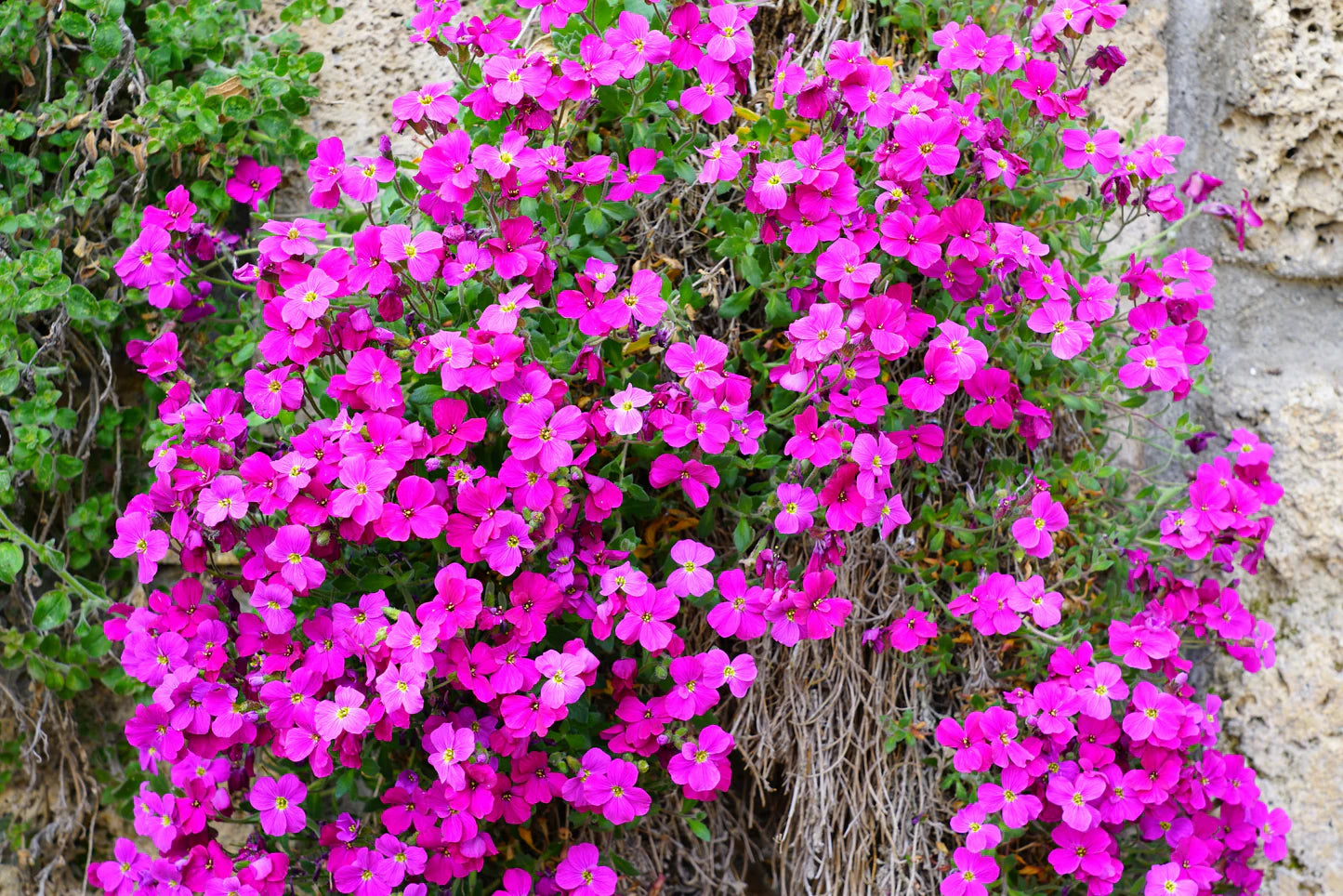Light Pink Rock CRESS Flower Seeds for Planting  Easy-Grow Perennial Seeds
