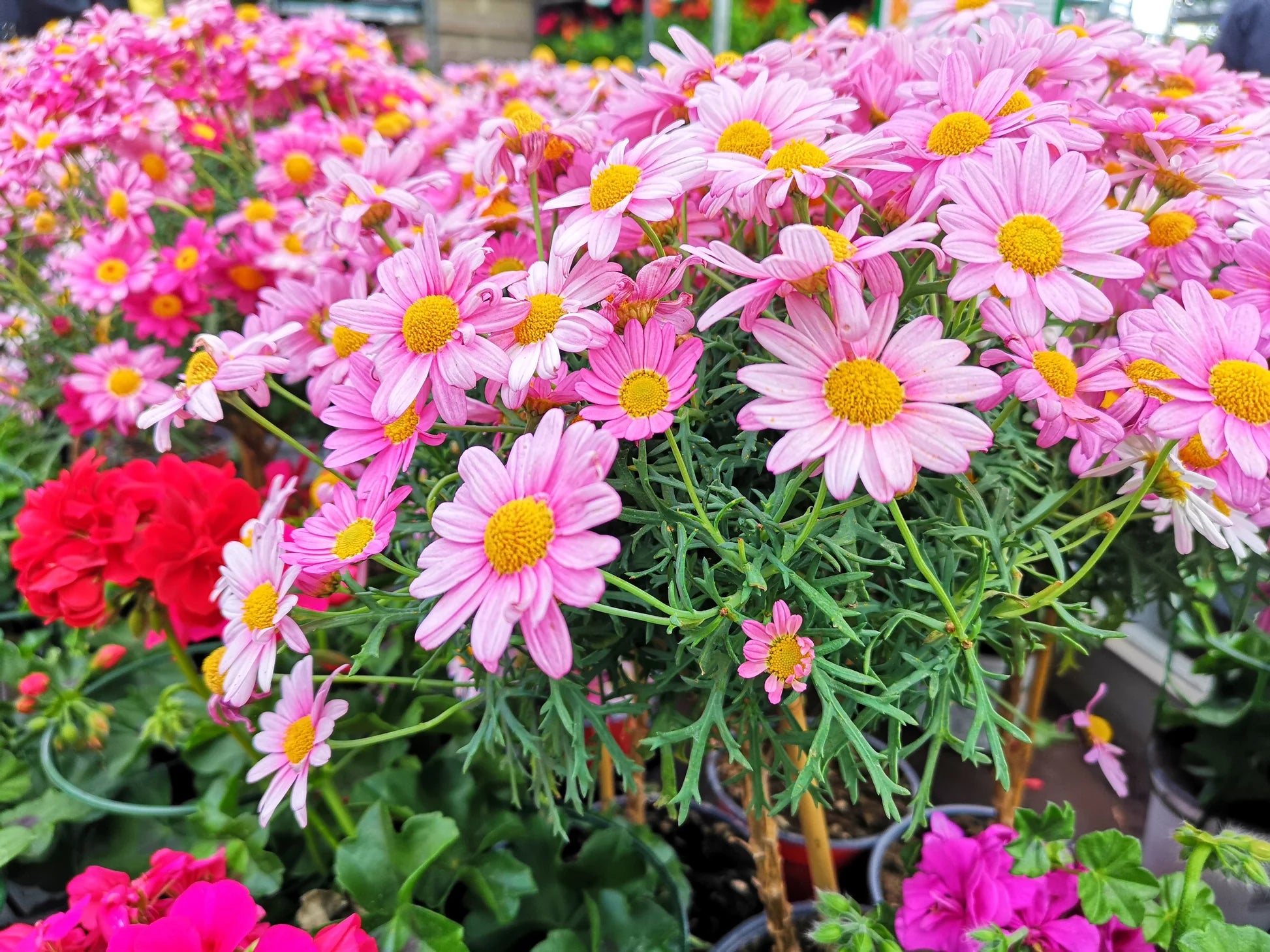 Pink Robinsons Flower seeds for Planting - Cut Flower Favorite, Heirloom & GMO Free Seeds for Home Garden