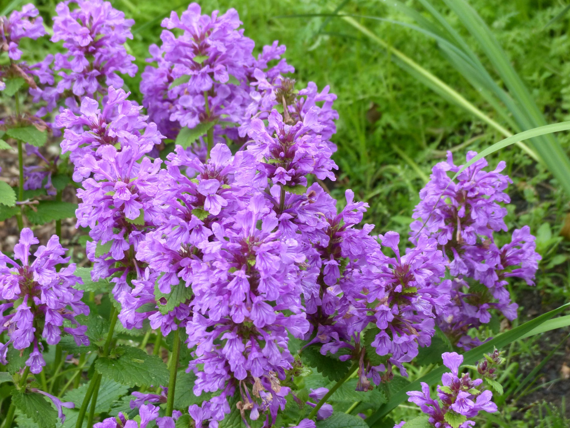 Purple Stachys Flower seeds for Planting Colorful Display Heirloom & GMO Free Seeds for Home Garden
 
 Sale