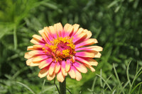Carrousel Mix Zinnia Seeds for Colorful Garden Displays