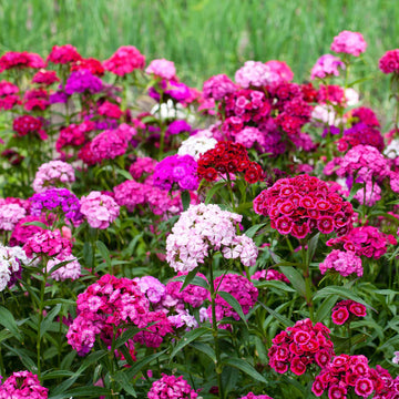 Mixed Barbatus Flower seeds for Planting - Wildflower Mix, Heirloom & GMO Free Seeds for Home Garden