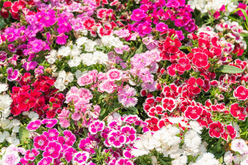 Dianthus Wee Willie Mix Seeds – Charming Perennial Dwarf Flower Variety