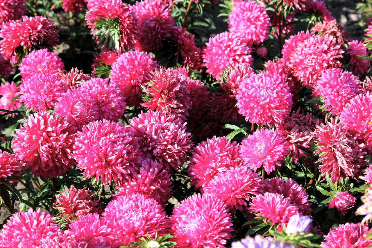 Duchess Paeony Aster Flower seeds for Planting, Hardy Variety Heirloom & GMO Free Seeds for Home Garden