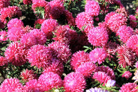 Duchess Paeony Aster Flower seeds for Planting, Hardy Variety Heirloom & GMO Free Seeds for Home Garden