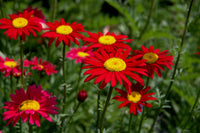 Chrysanthemum Robinson Flower seeds for Planting Easy to Grow Heirloom & GMO Free Seeds for Home Garden