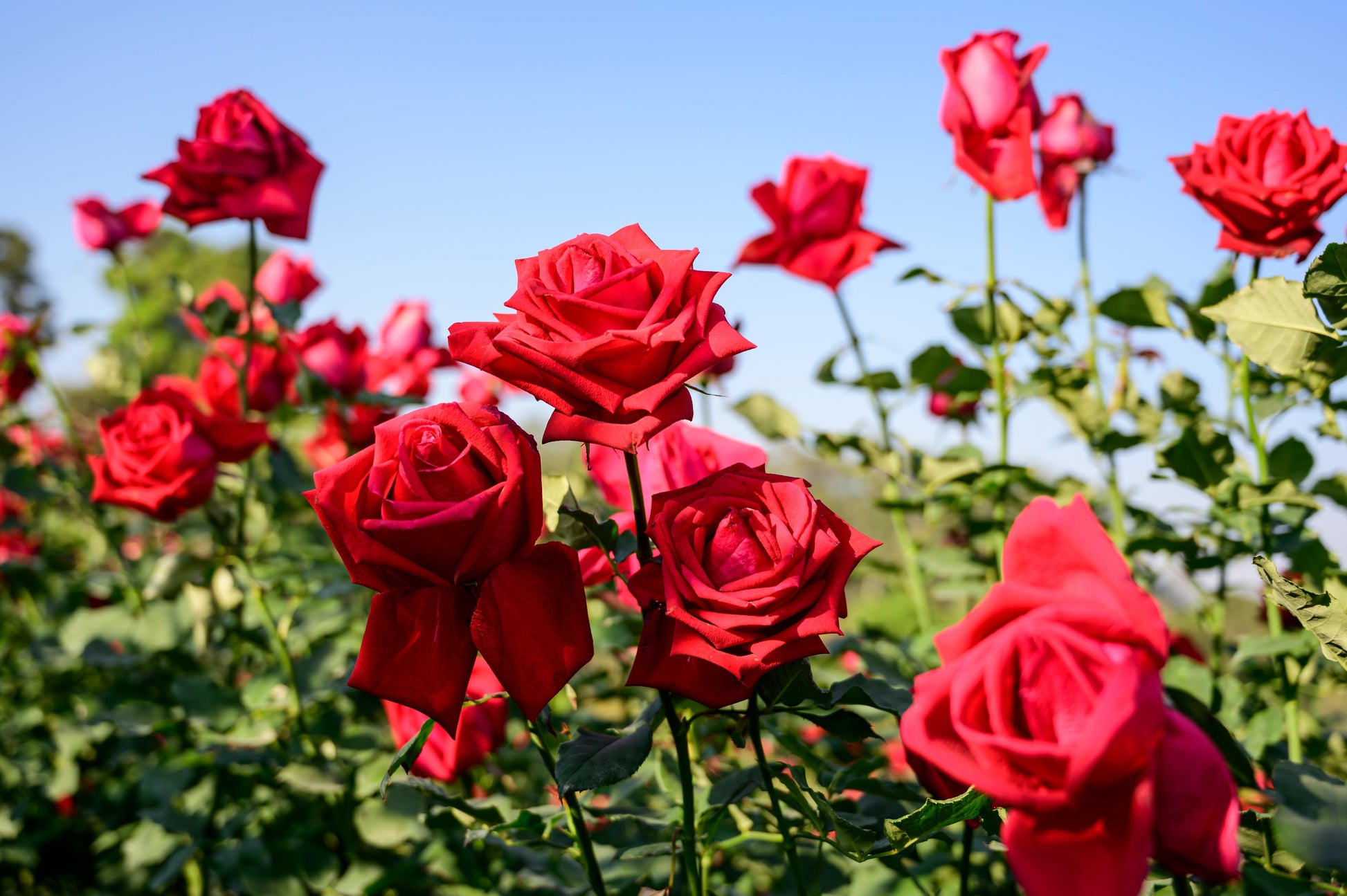 Mixed Climbing Rose Seeds for Beautiful Garden Planting