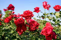 Mixed Climbing Rose Seeds for Beautiful Garden Planting