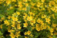 Lysimachus Punctata Flower seeds for Planting Pollinator Friendly Heirloom & GMO Free Seeds for Home Garden 
 
 Sale