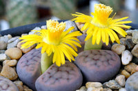 Living Stone Succulent Flower seeds for Planting - Vibrant Colors, Heirloom & GMO Free Seeds for Home Garden